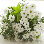 Ramo de margaritas blancas