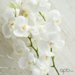 Orquídea phalaenopsis