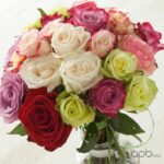 Docena de rosas de color